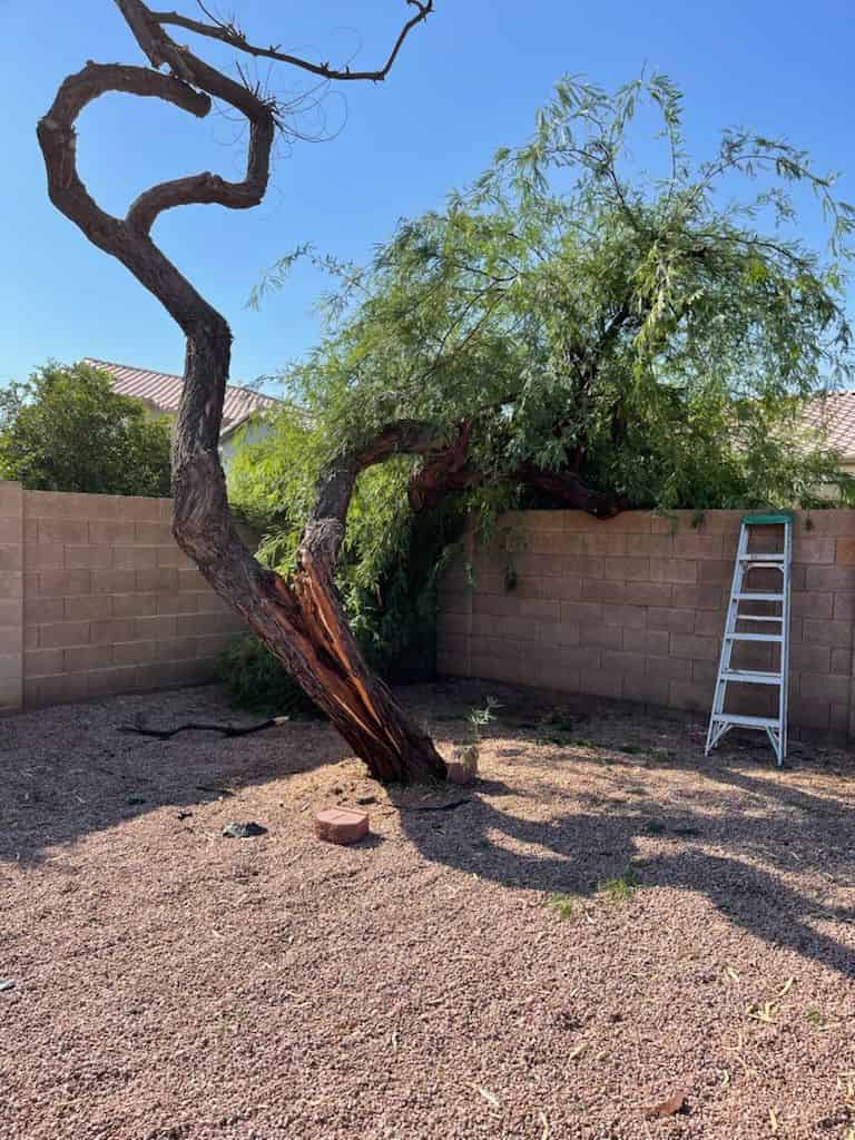 Storm Cleanup image