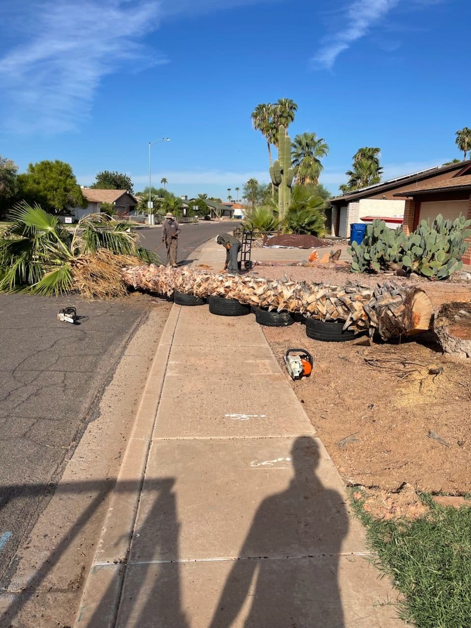 Workers removing a fallen palm tree blocking the street in a residential area.