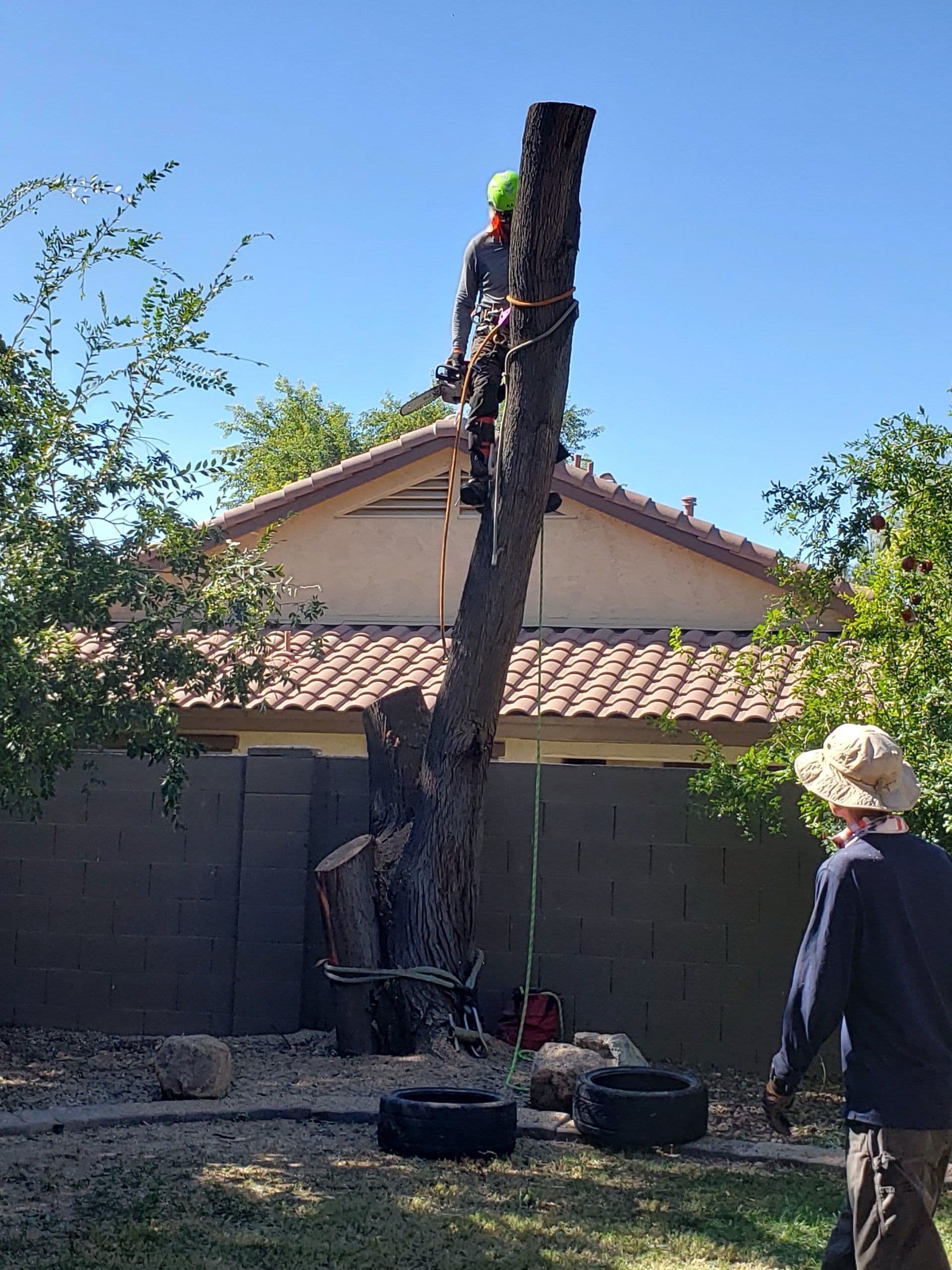 Tree removal service in action, with a worker in a hard hat atop a tree and colleague below.