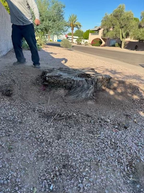 Person standing near a tree stump on a gravel path in a sunny neighborhood.