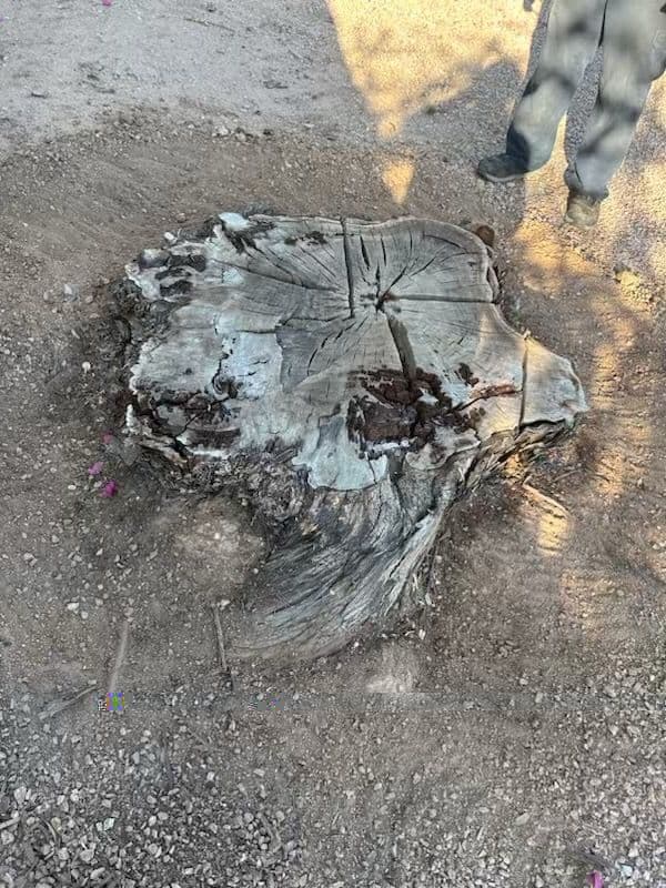 Tree stump with intricate textures and patterns, surrounded by gravel and foliage.