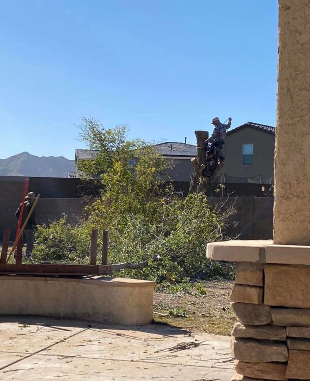 Tree trimming in a backyard with a worker on a ladder and another worker below.