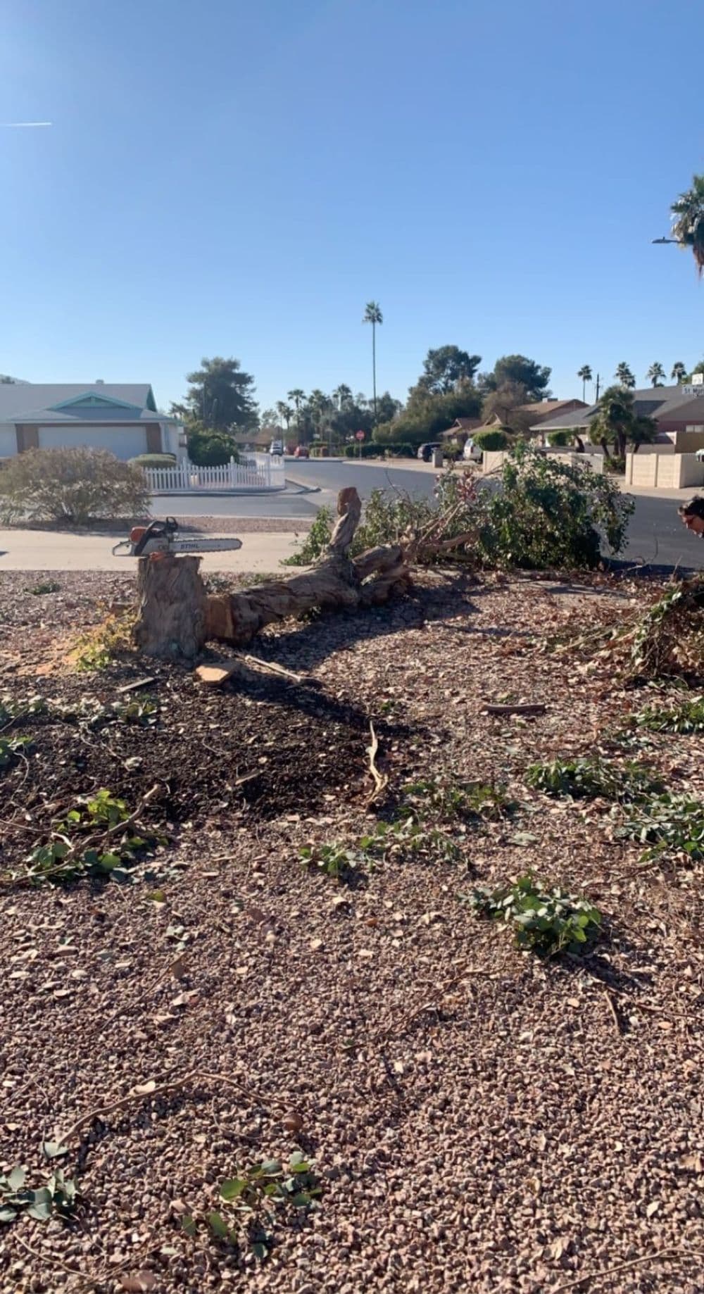 Tree stump in a residential area with debris from recent tree trimming work.