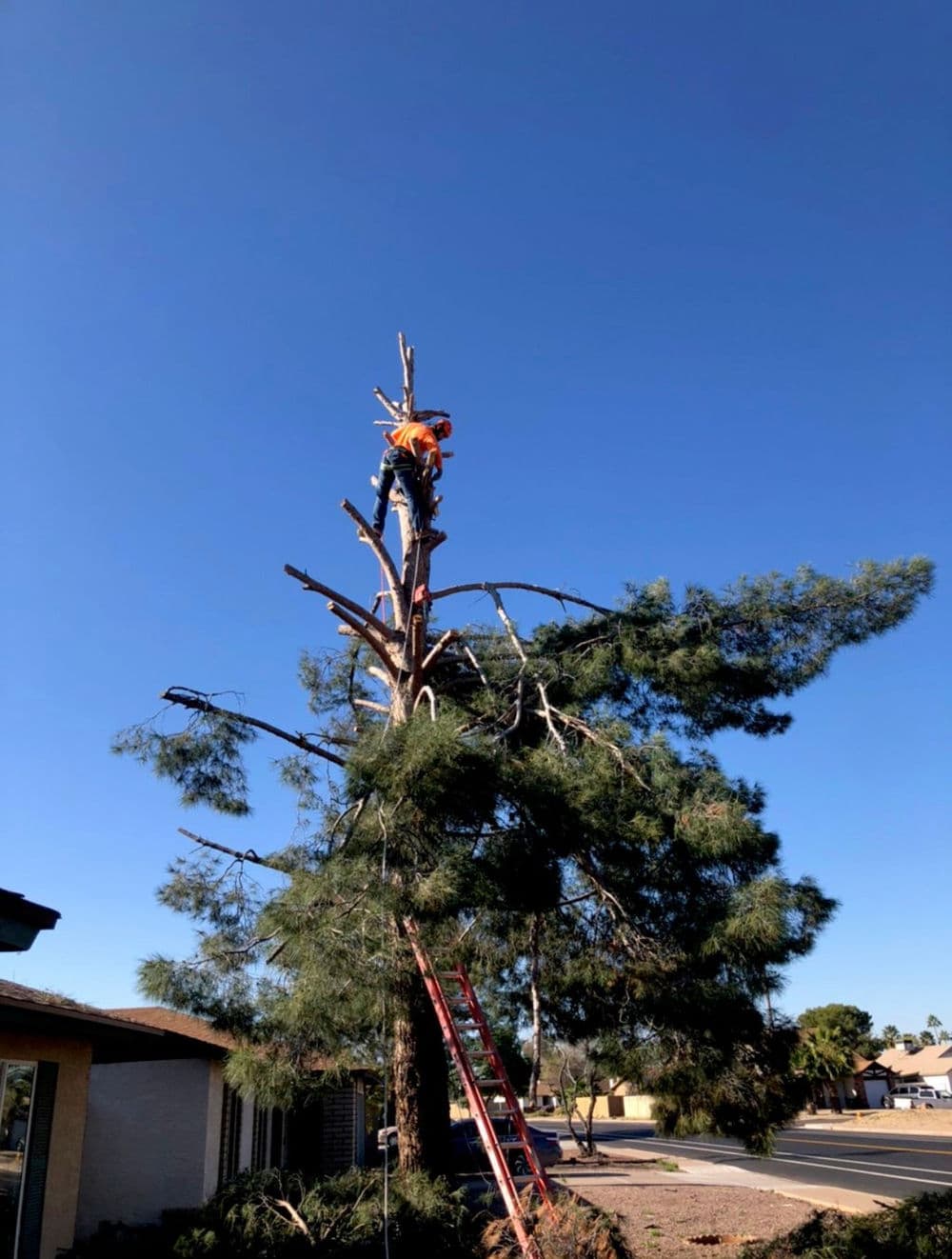Tree maintenance worker trimming branches from a tall pine tree on a clear sunny day.