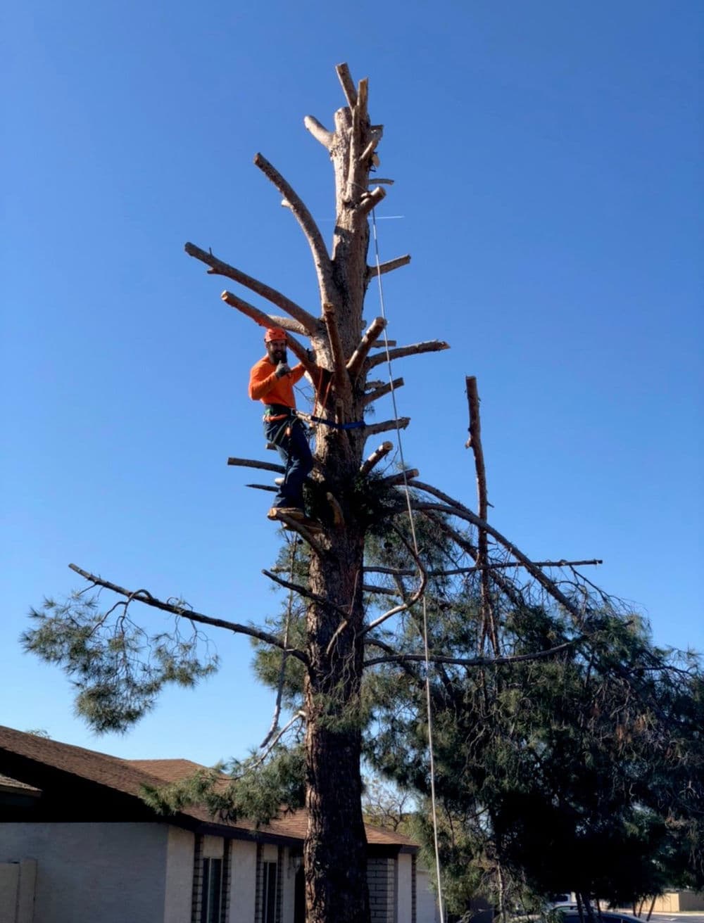 Tree service worker pruning a tall tree against a clear blue sky.