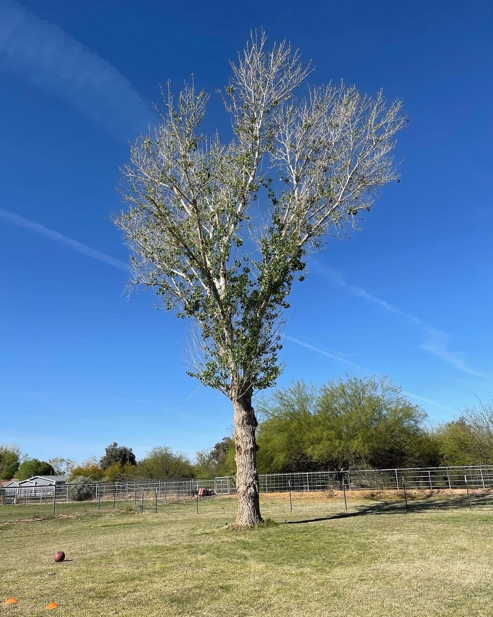 Leafless tree against a clear blue sky in a green field with a fenced area.