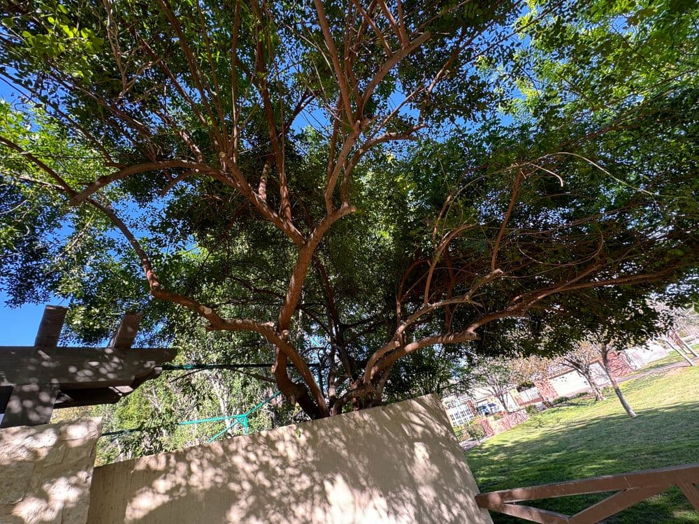 Lush green tree with sprawling branches against a clear blue sky and garden backdrop.