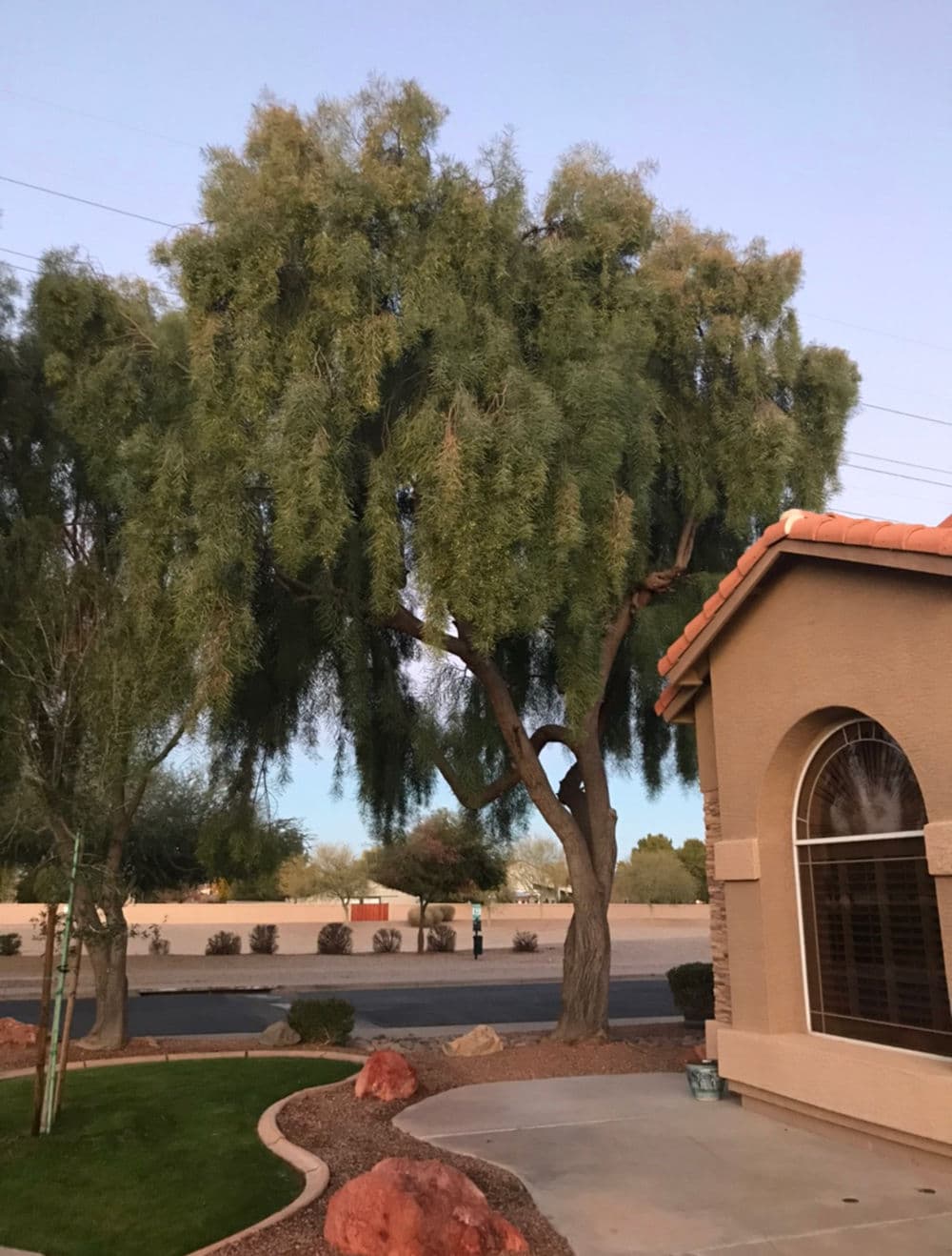 Weeping mesquite tree near a house, showcasing green foliage and desert landscaping.