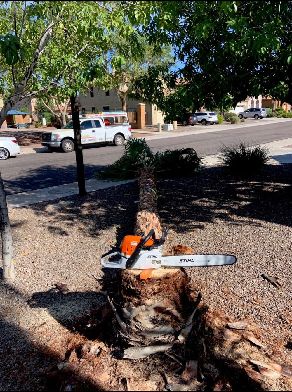 Chainsaw on a cut palm tree trunk with a residential street and parked cars in the background.