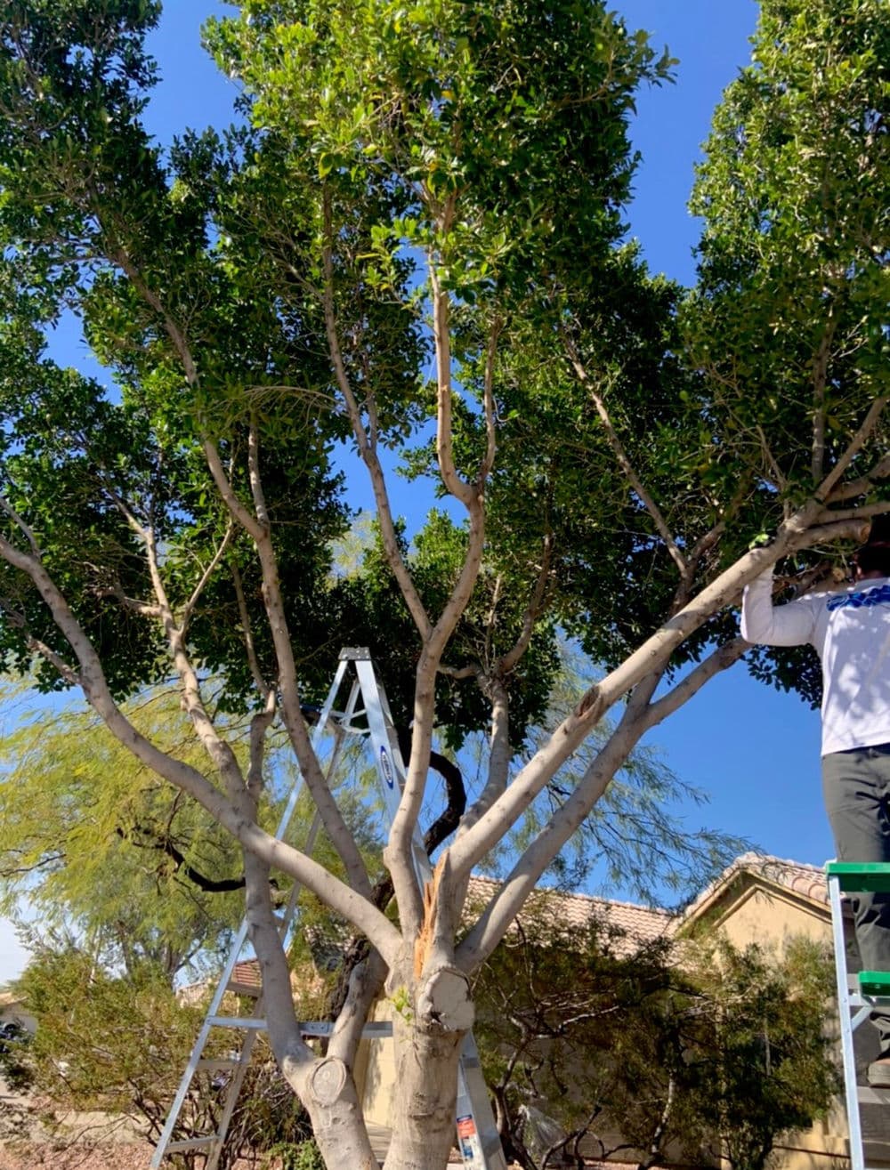 Person trimming a large tree while standing on a ladder under a clear blue sky.