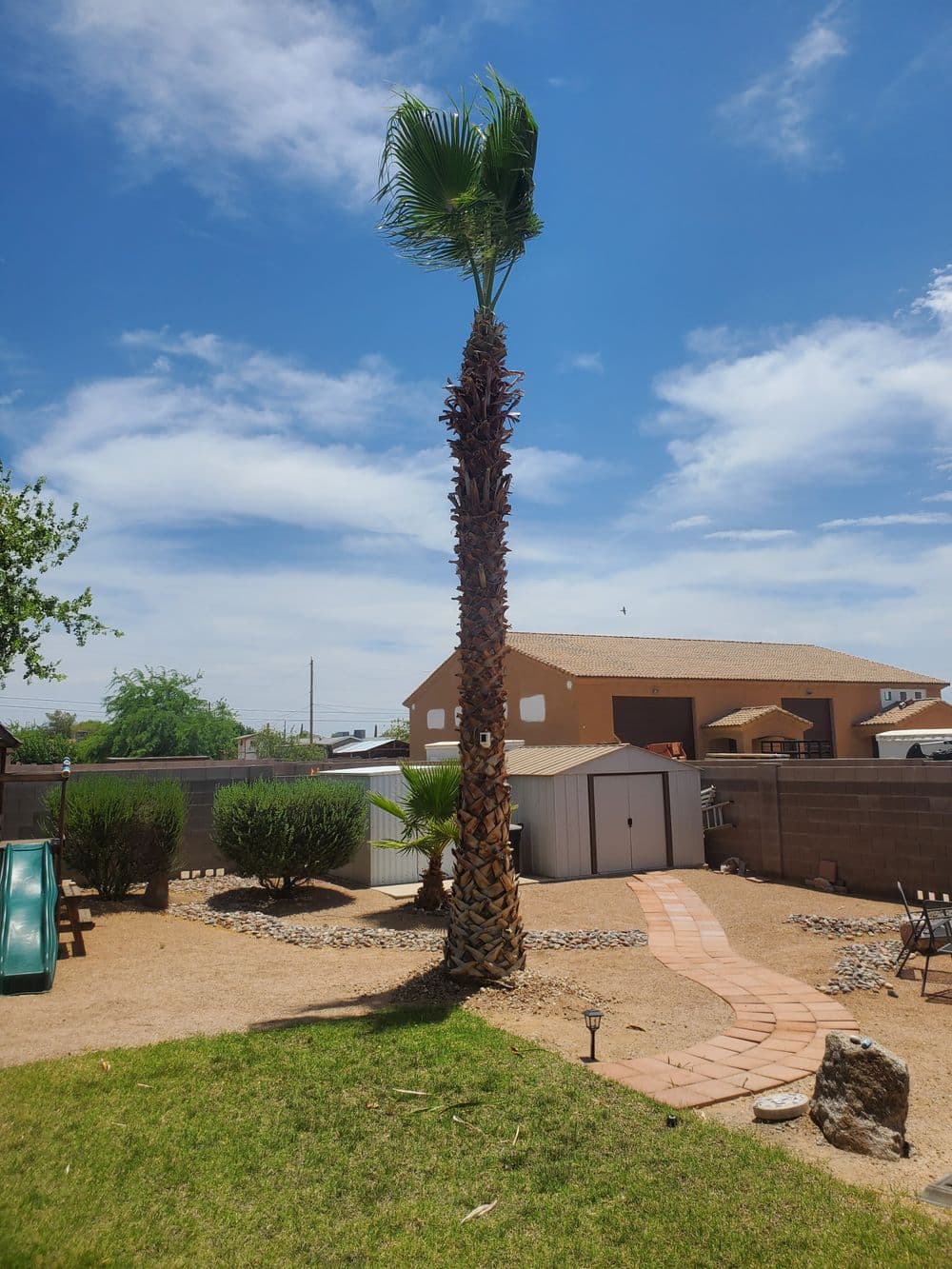 Tall palm tree in a sunny backyard with stone pathway and shed. Blue sky with scattered clouds.