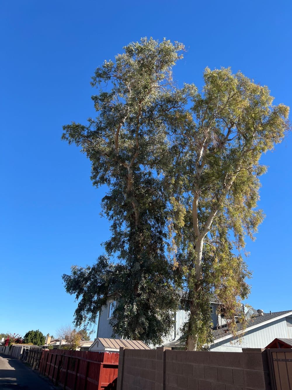 Tall eucalyptus trees against a clear blue sky with a residential fence in the foreground.