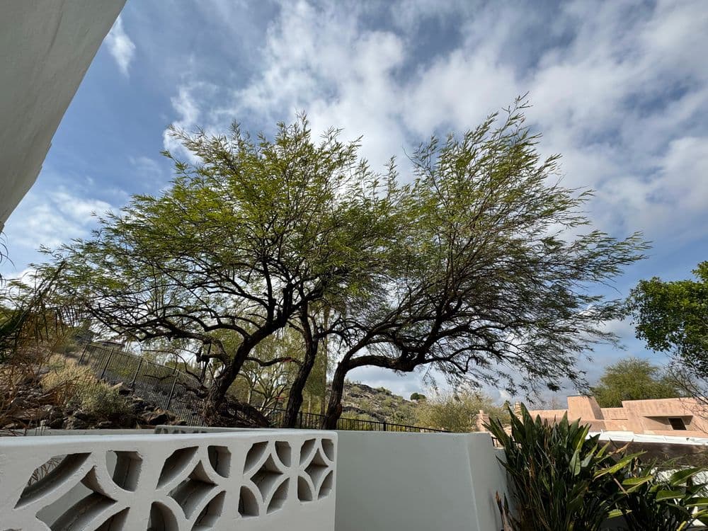 Lush green tree against a blue sky with clouds, viewed from a modern white wall.