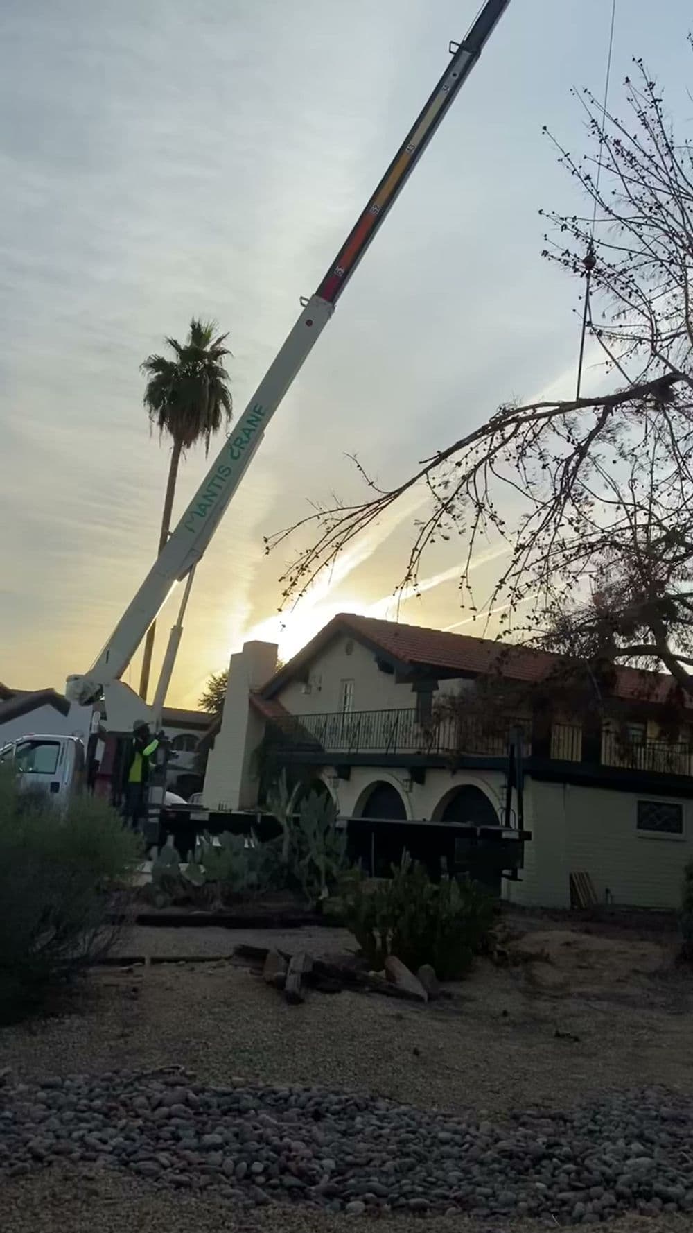 Crane lifting branches from a tree near a house at sunset, with palm trees in the background.
