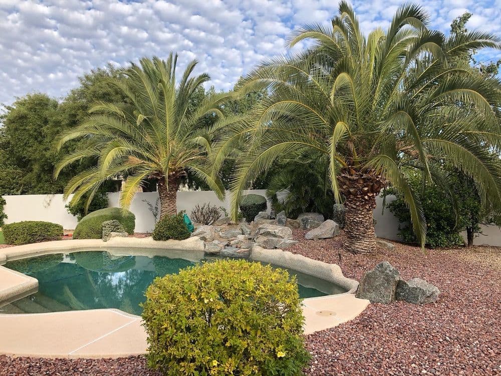 Lush backyard pool with palm trees and decorative rocks under a cloudy sky.