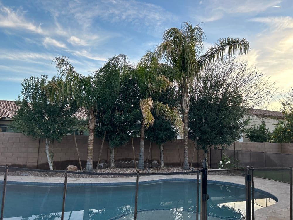 Lush palm trees beside a swimming pool, framed by a clear blue sky.