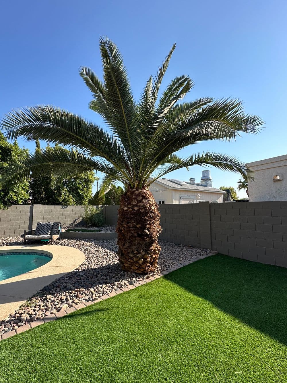Tall palm tree next to a pool in a sunny backyard with gravel and artificial grass.