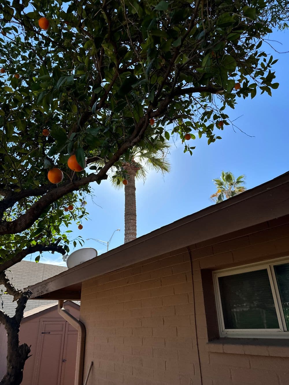 Orange tree with fruit in foreground, palm tree and blue sky in background near a house.