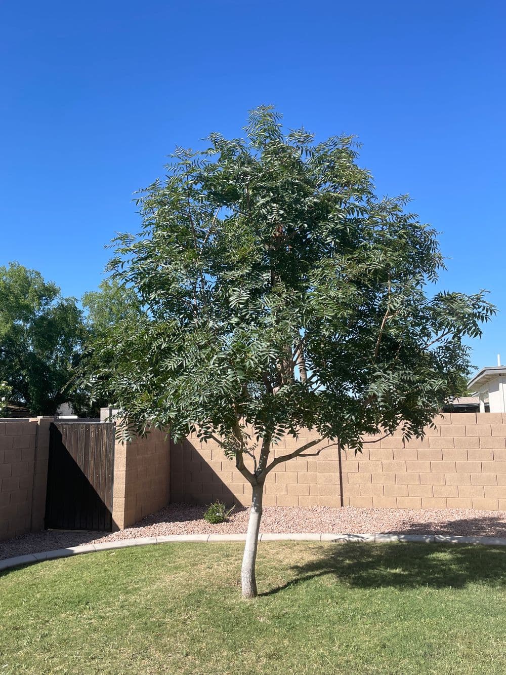 Lush green tree in a yard near a brick wall under a clear blue sky.