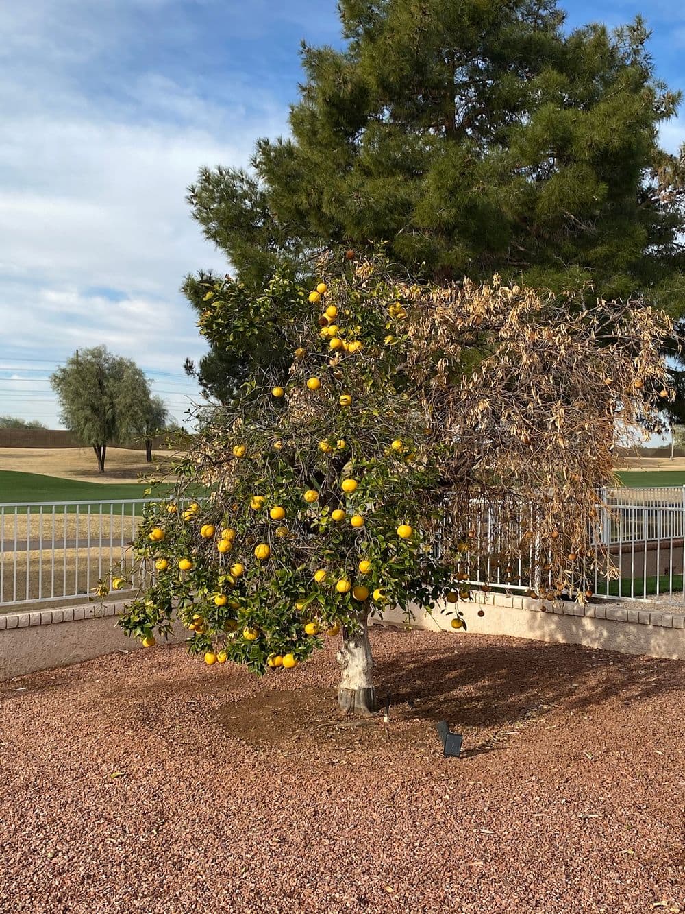 Citrus tree with yellow fruit and drooping branches in a landscaped area.