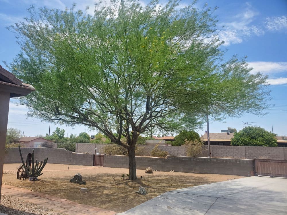 Lush green tree in a desert landscape with cacti and a clear blue sky.