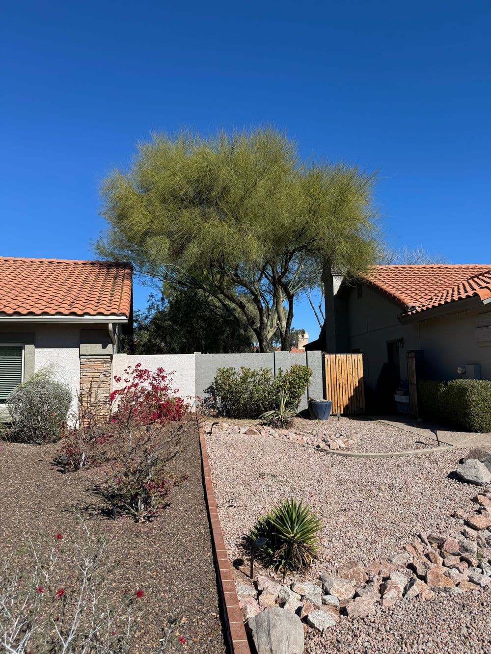 Desert landscape with a flowering bush, cactus, and a large tree against a clear blue sky.