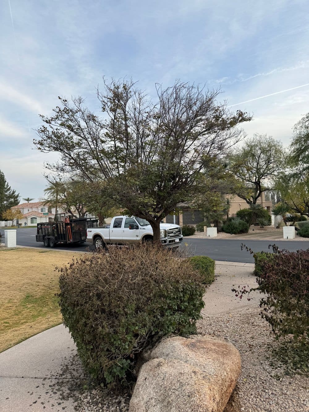 Leafless tree in a residential neighborhood with parked trucks and landscaped bushes.