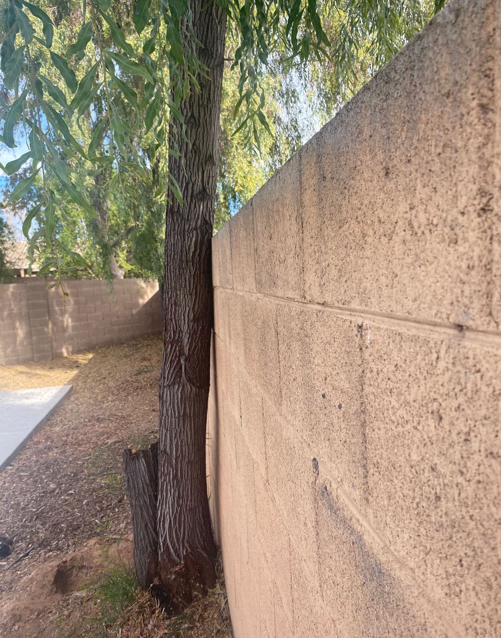Tree beside a textured concrete wall in a sunny outdoor setting, with green foliage above.