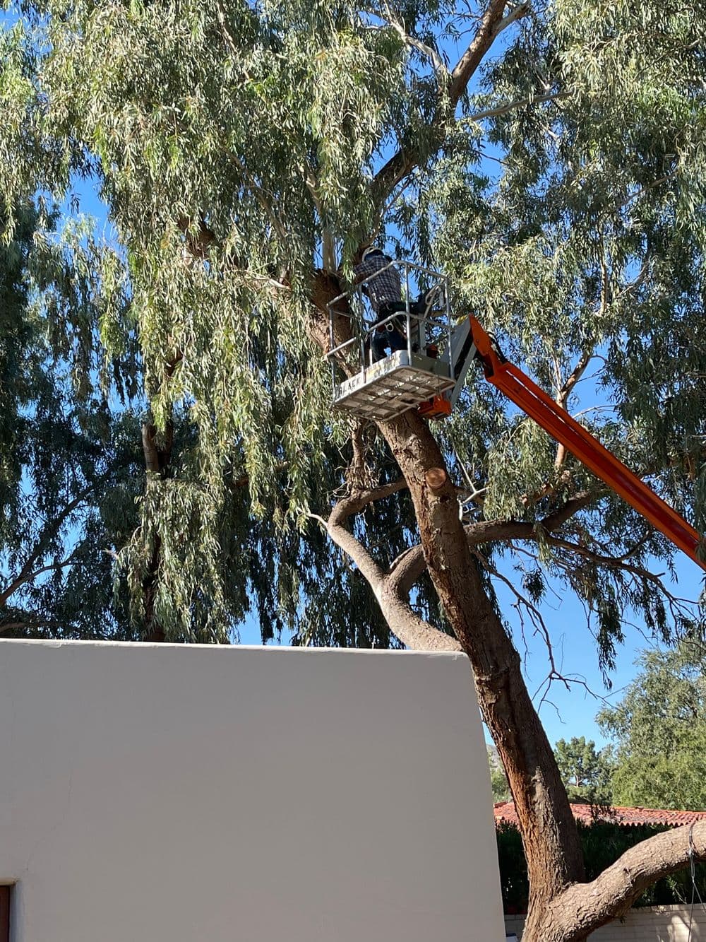 Worker using a lift to trim a tall eucalyptus tree near a white wall. Blue sky in background.
