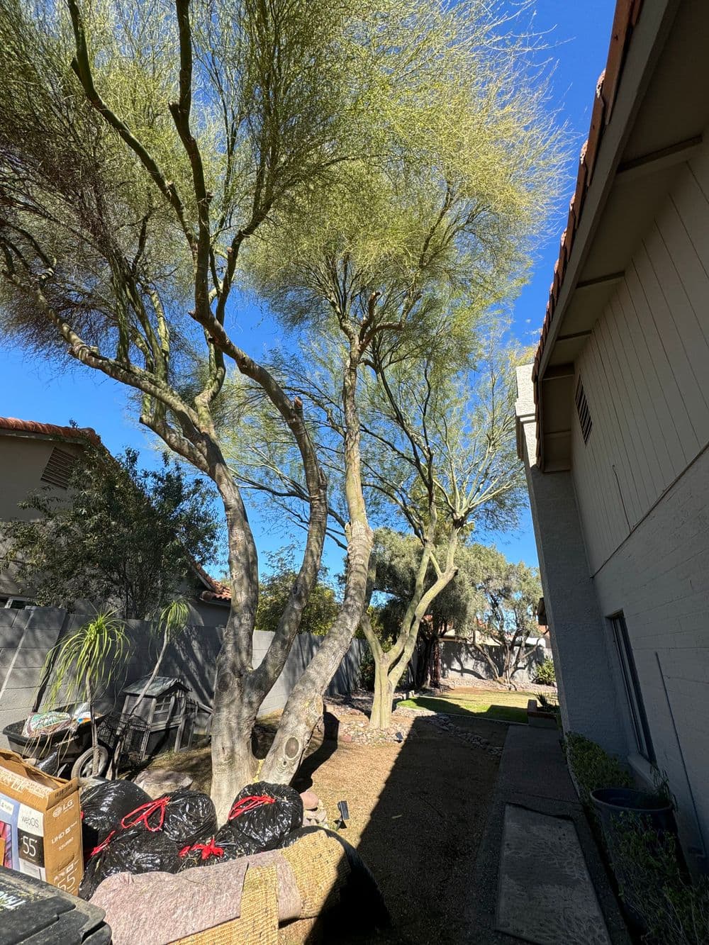 Sunlit desert trees in a backyard with garden materials and a clear blue sky.