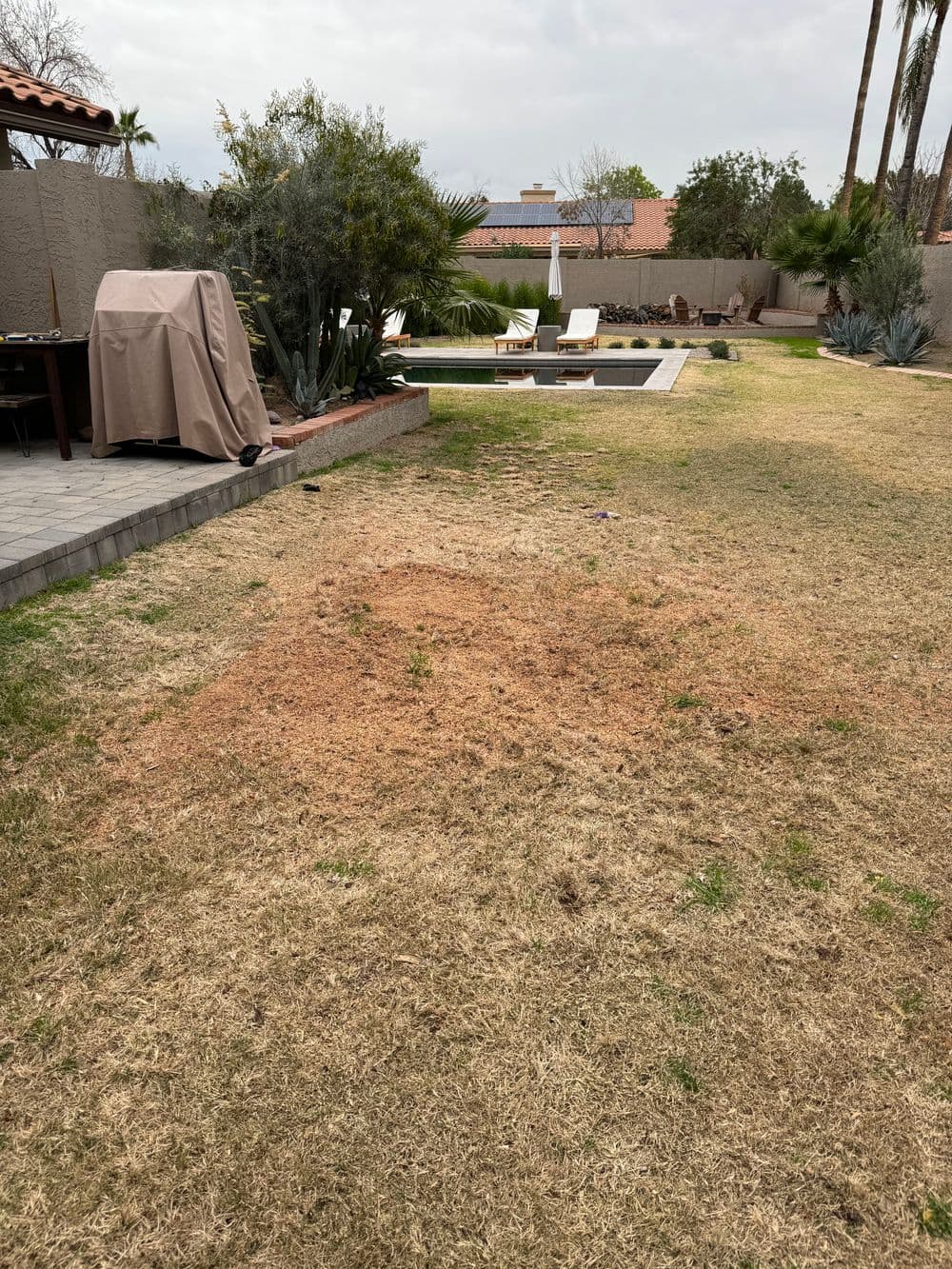 Dry patch of grass in a backyard with a pool, patio furniture, and surrounding greenery.