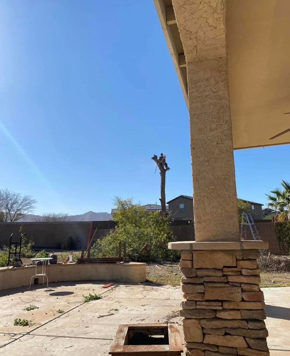 Tree removal in a residential backyard on a sunny day, with mountains in the background.
