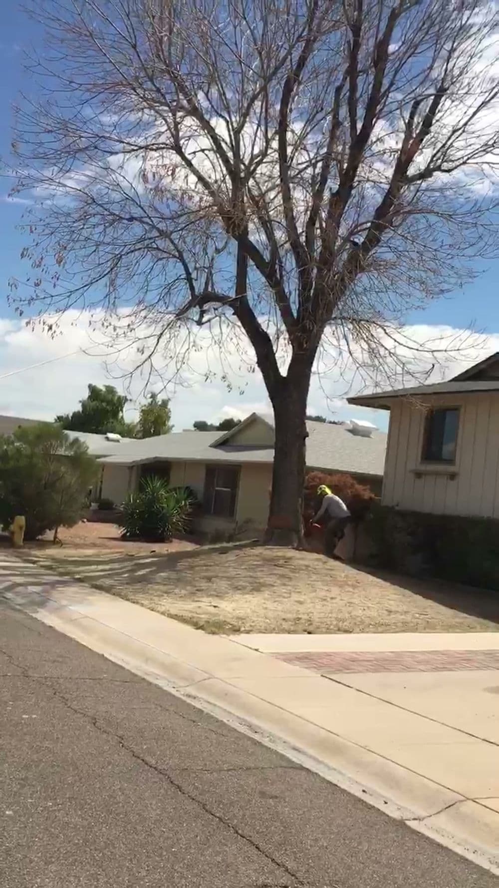 Person trimming a tall tree in a suburban neighborhood with clear blue skies.