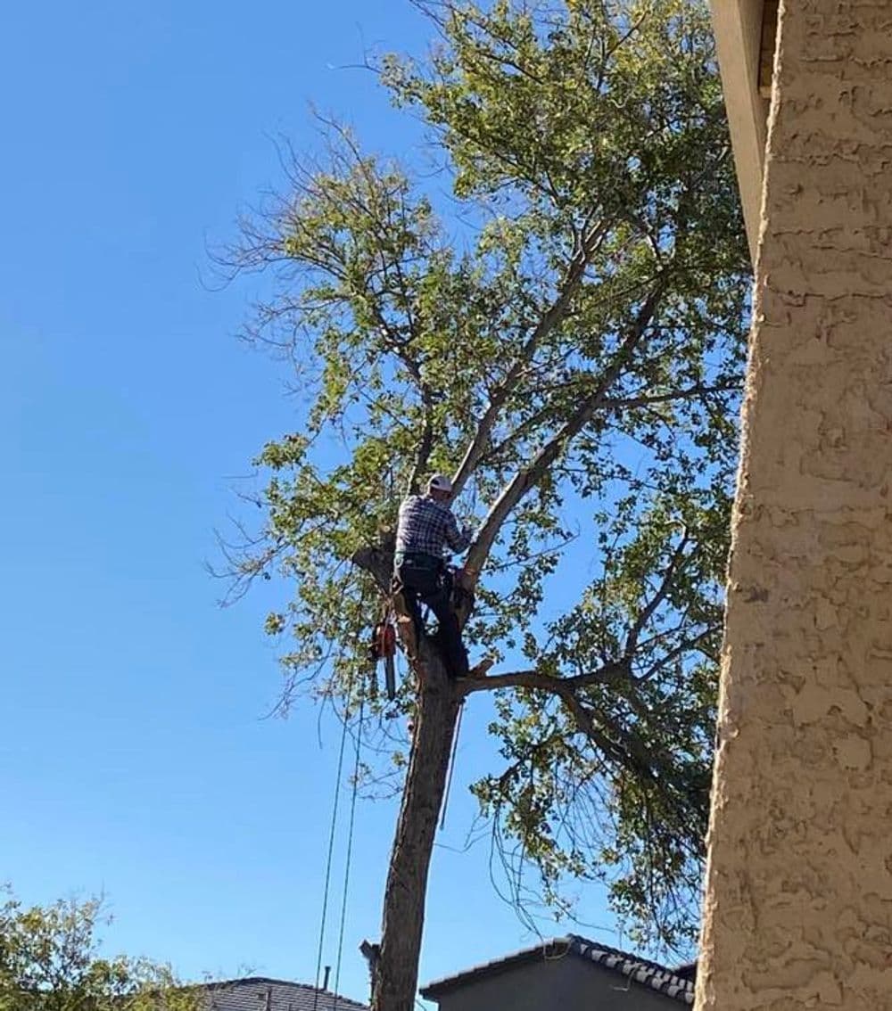 Tree trimming in progress, with a person using equipment while perched in a tree.