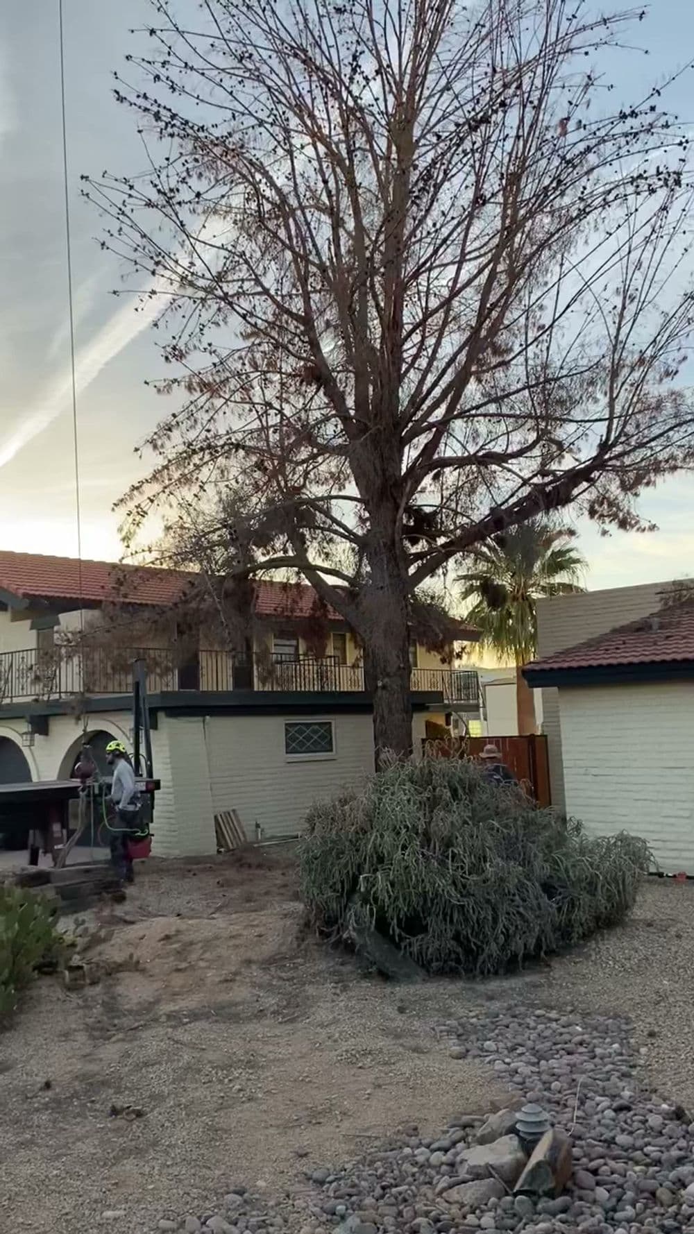 Tree trimming in progress near a house with sunset lighting and a palm tree in the background.