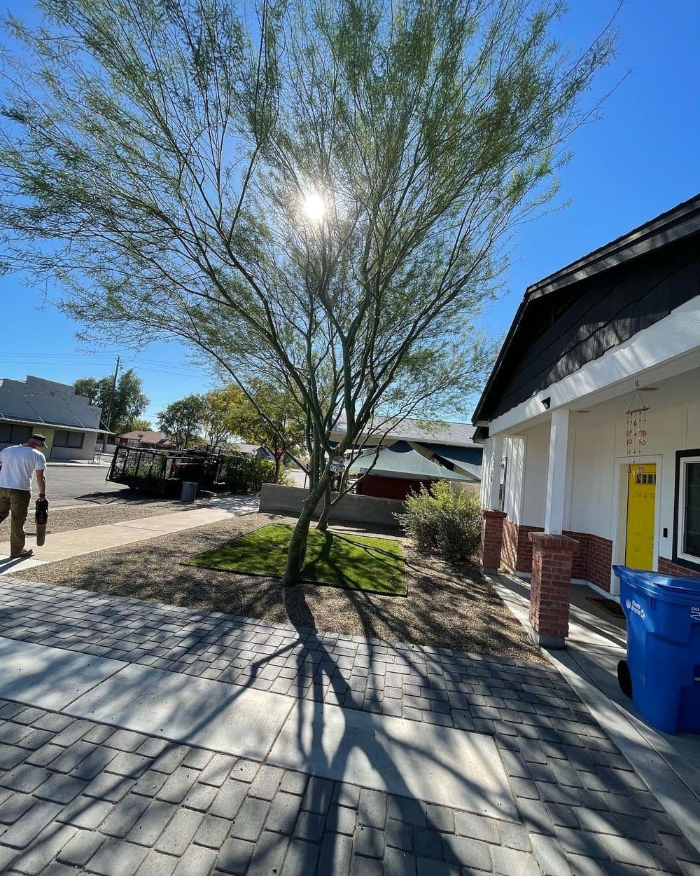 Sunlit tree casting a shadow on a paved walkway beside a modern home.