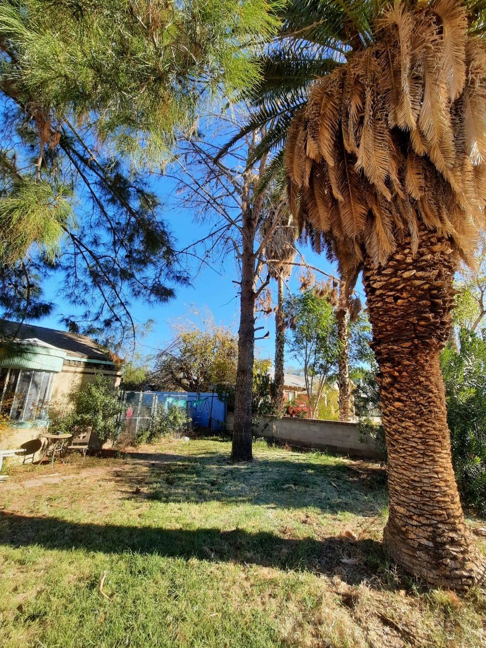 Lush backyard featuring tall palm trees and a clear blue sky.