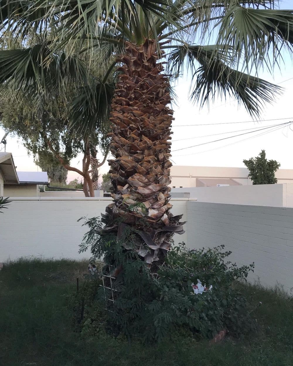 Tall palm tree in a backyard surrounded by greenery and a low stone wall.