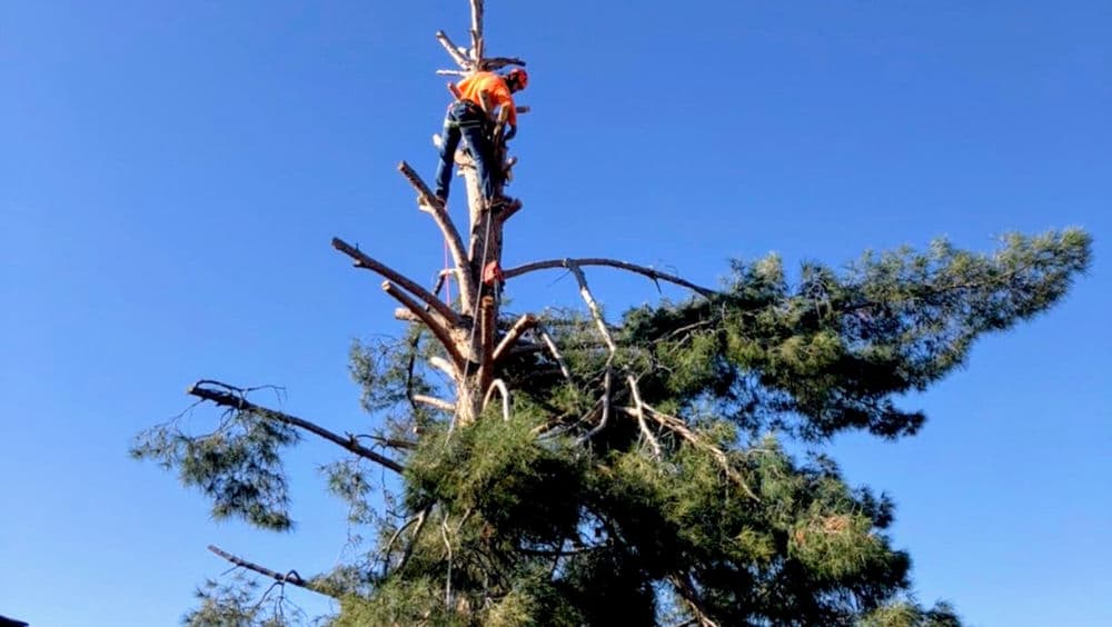 Tree trimmer in safety gear working at the top of a tall pine tree against a clear blue sky.