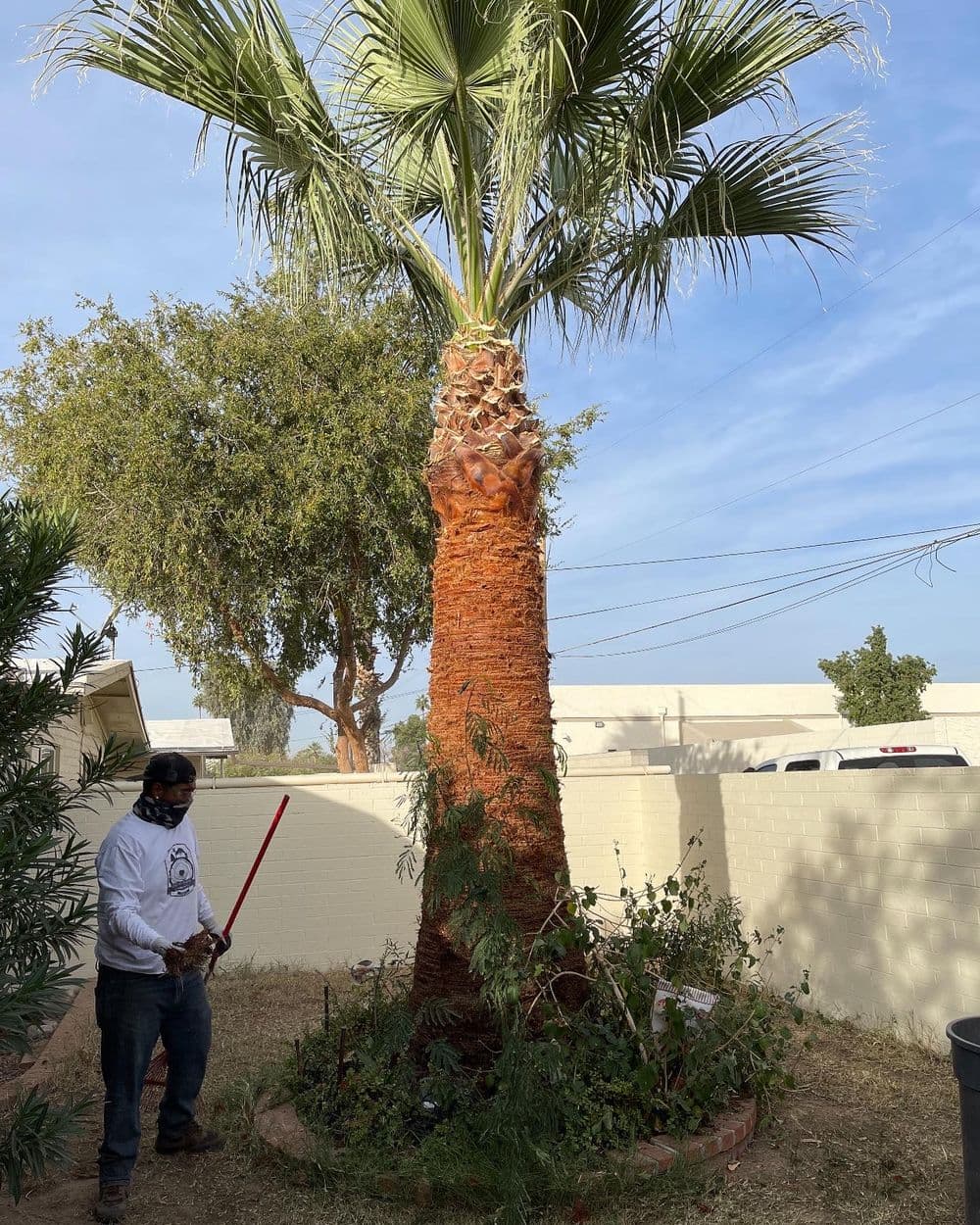 Man pruning a tall palm tree in a residential yard with blue sky in the background.