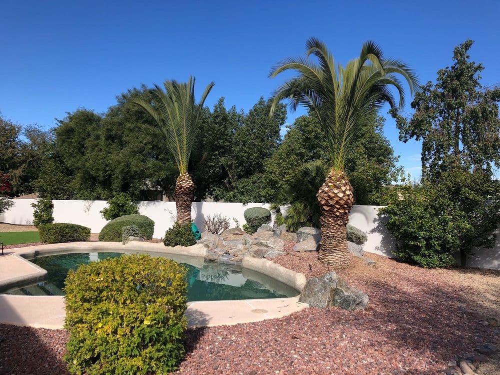 Lush backyard oasis featuring a pool surrounded by palm trees and landscaped stone gardens.