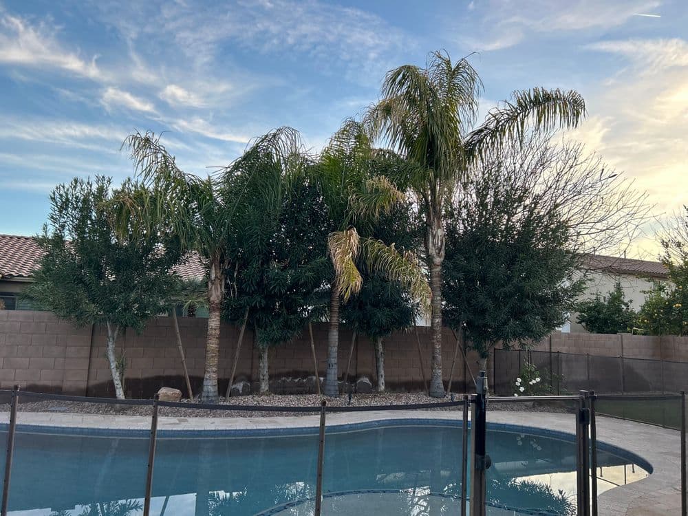 Tropical palm trees beside a clear swimming pool under a blue sky.