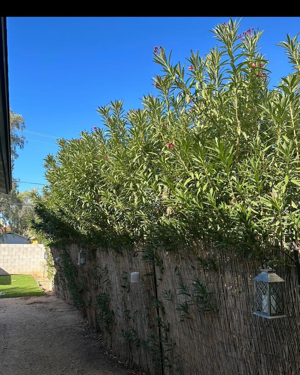 Lush green hedge with flowering plants along a tranquil garden pathway under a blue sky.