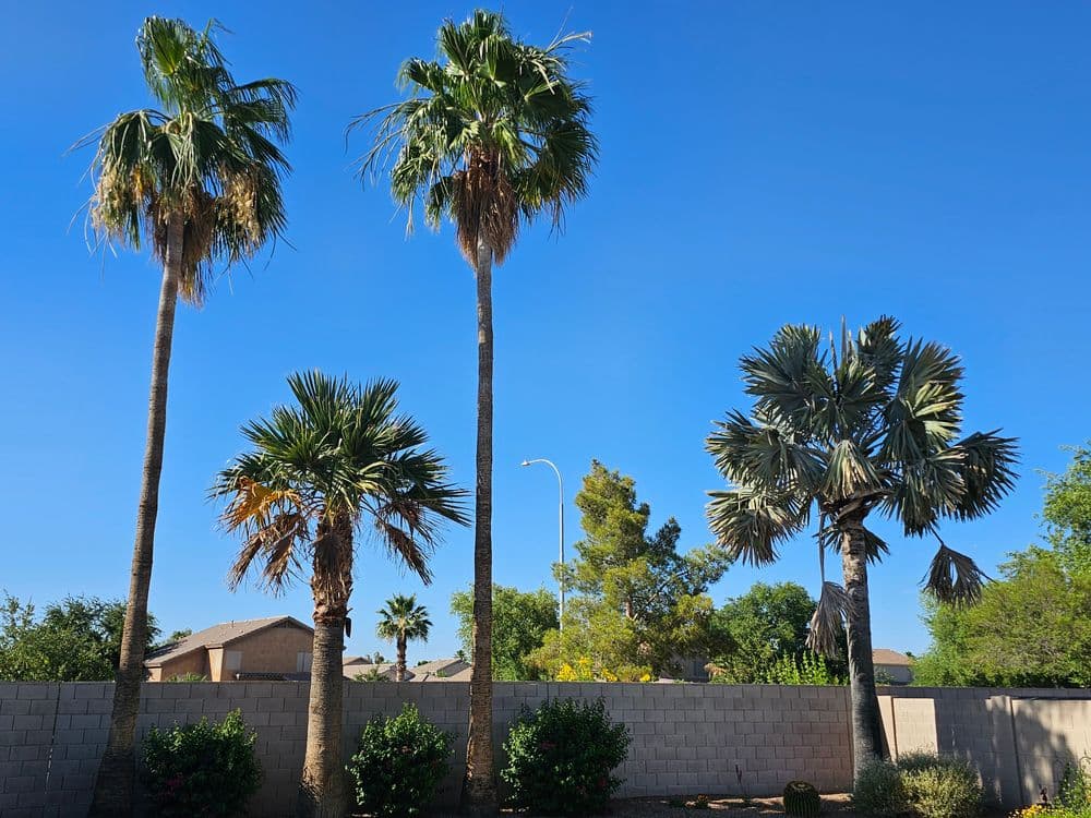 Three tall palm trees against a clear blue sky, surrounded by green foliage and a wall.