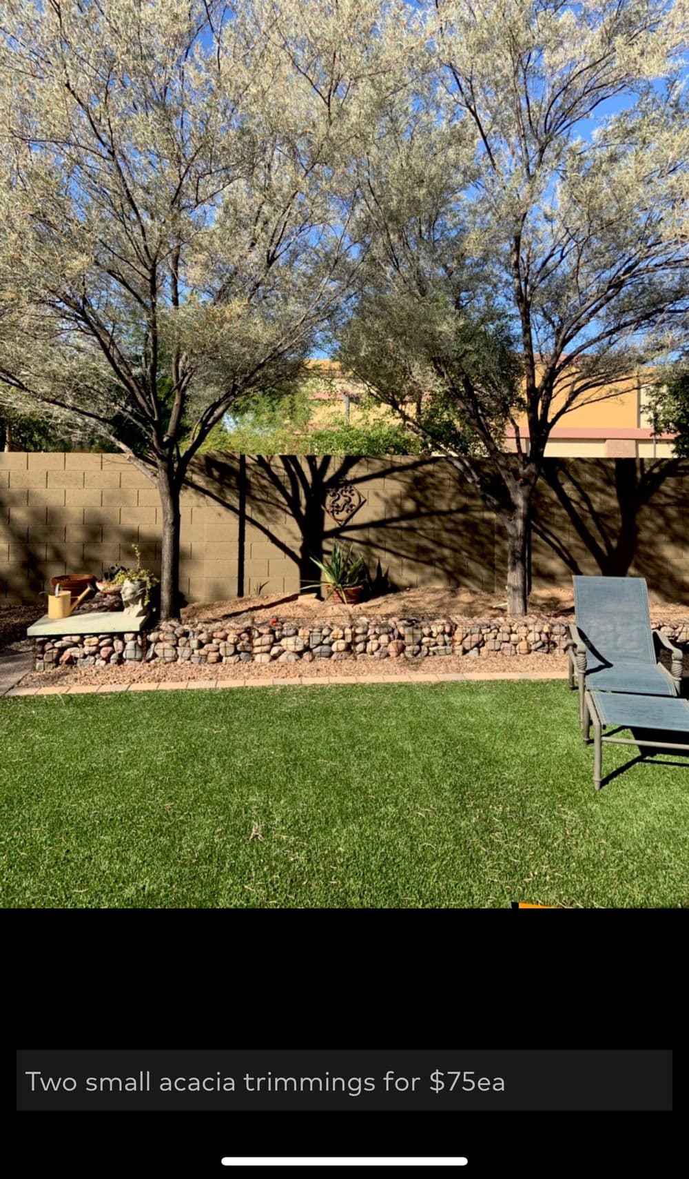 Two small acacia trimmings available for $75 each in a landscaped backyard.