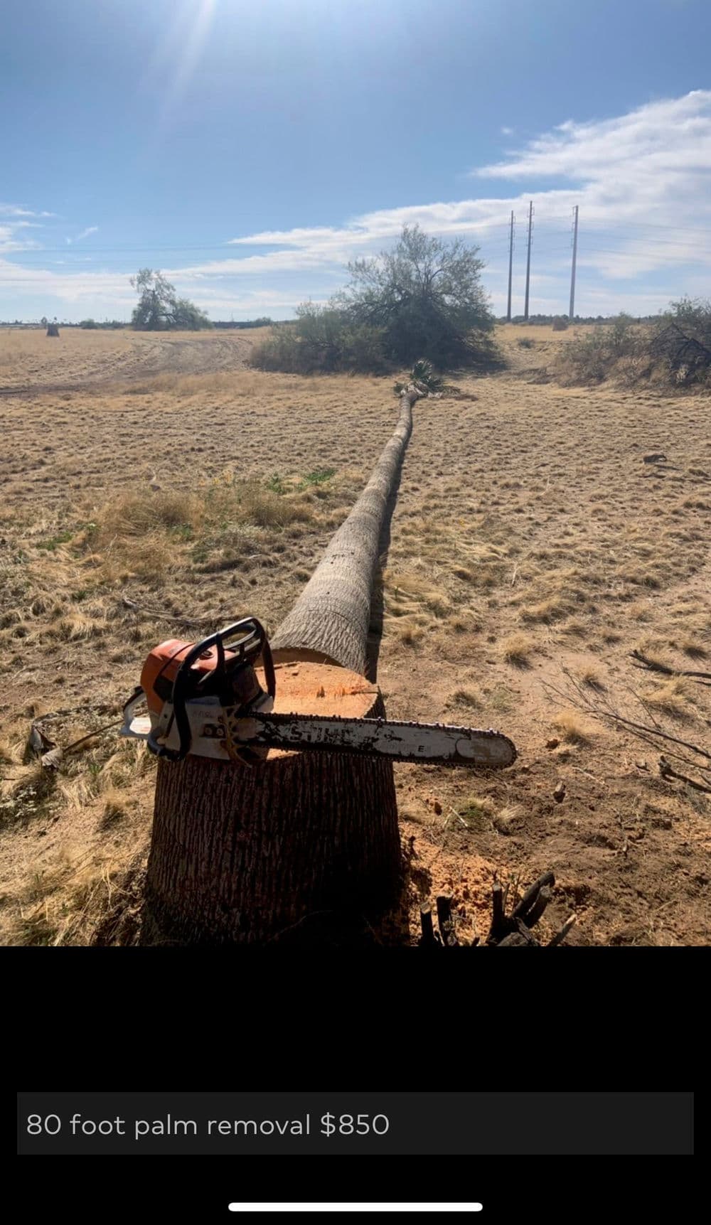 Chainsaw on cut stump of 80-foot palm tree, with fallen trunk in a dry landscape.