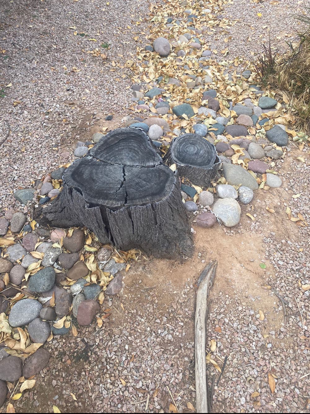Tree stump surrounded by pebbles and dry leaves in a gravel landscape.