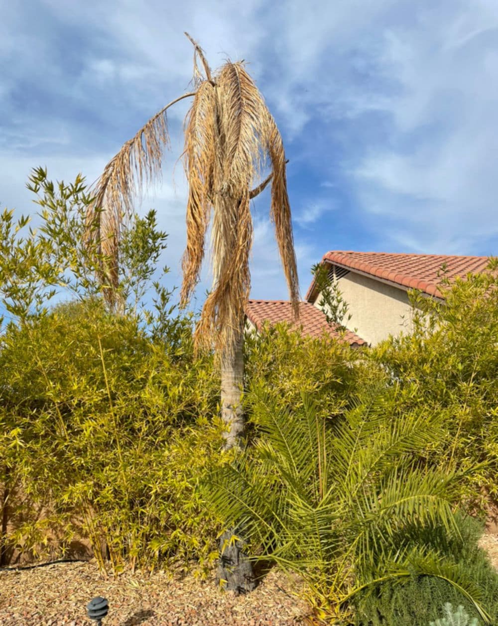 Dried palm tree in front of a house, surrounded by lush greenery and blue sky.