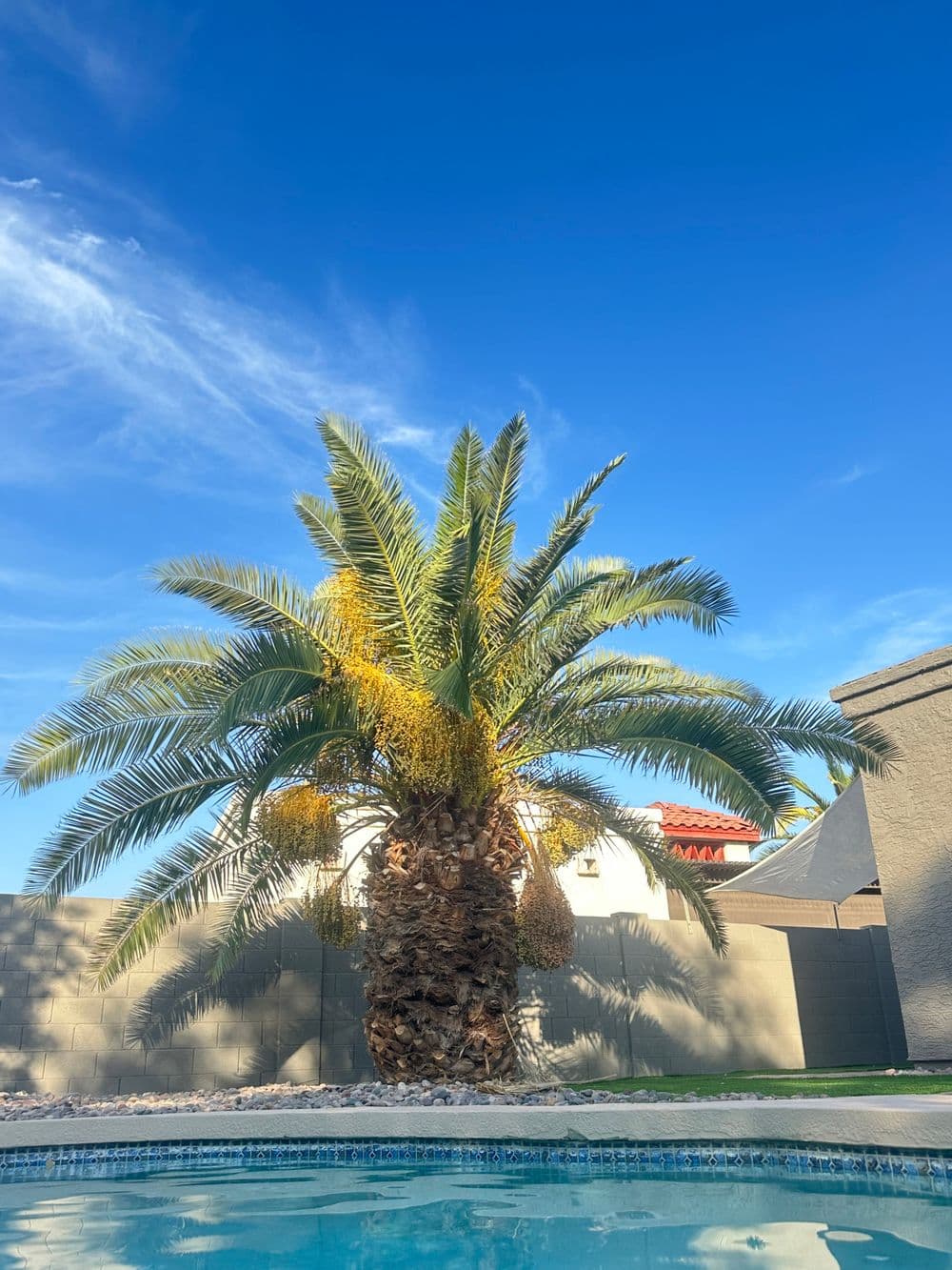 Palm tree with yellow flowers near swimming pool under a clear blue sky.
