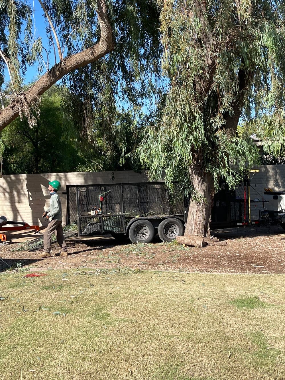 Tree service worker trimming branches near a trailer in a residential backyard.